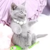 シャルトリュー【奈良県・女の子・2025年7月20日・ブルー】の写真9