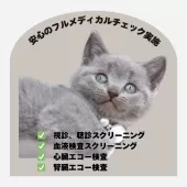 シャルトリュー【奈良県・女の子・2025年7月20日・ブルー】の写真2