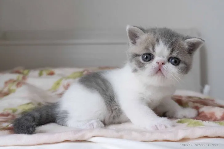 ID:2205-01505の子猫