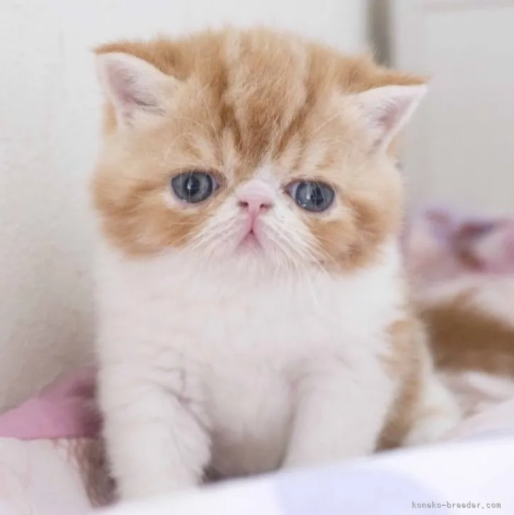 ID：2304-01725の子猫