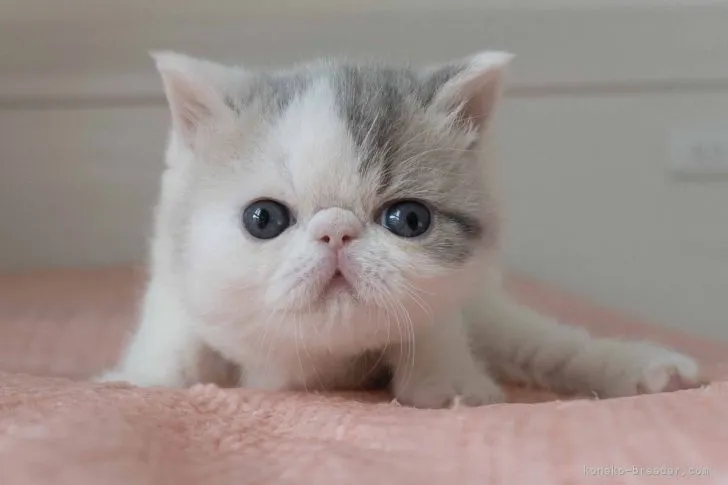 ID：2201-01762の子猫