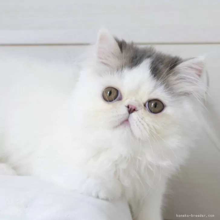 ID:2402-00844の子猫