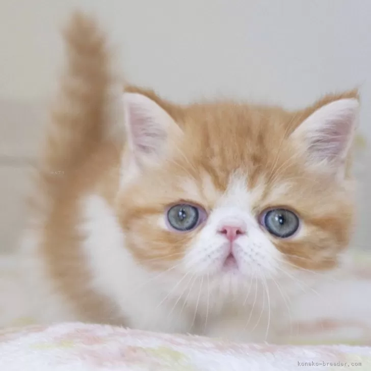 ID:2405-03127の子猫