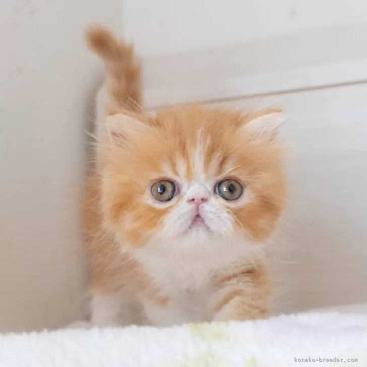 ID:2407-03401の子猫