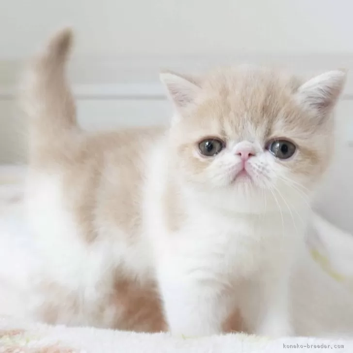 ID：2402-00837の子猫