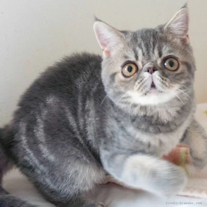 ID：2407-00726の子猫