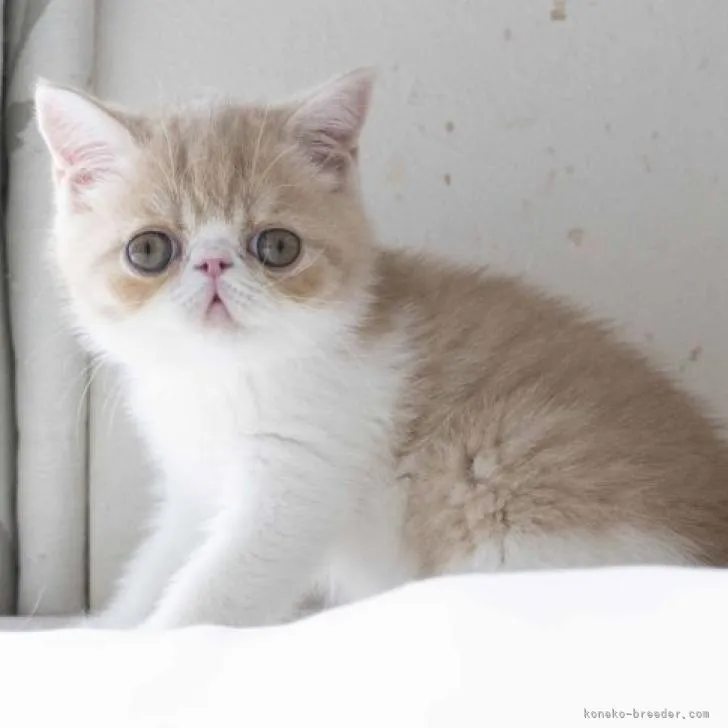 ID:2206-02936の子猫