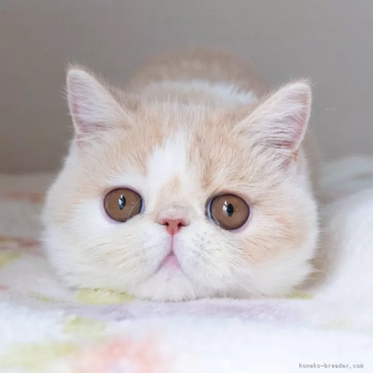 ID:2407-03400の子猫