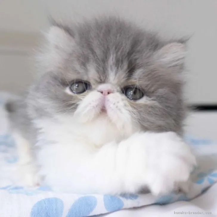 ID:2309-00361の子猫