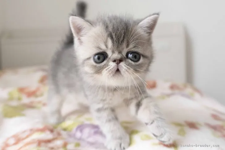 ID:2204-03112の子猫