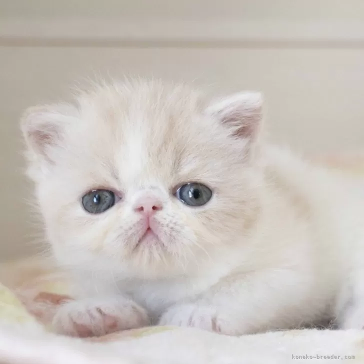 ID:2403-02865の子猫