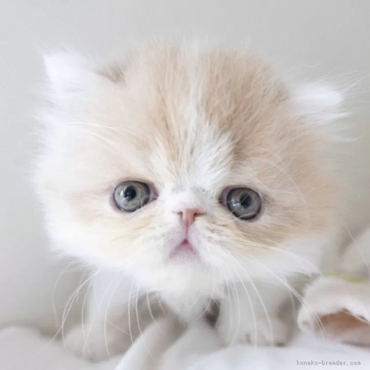 ID:2402-00845の子猫