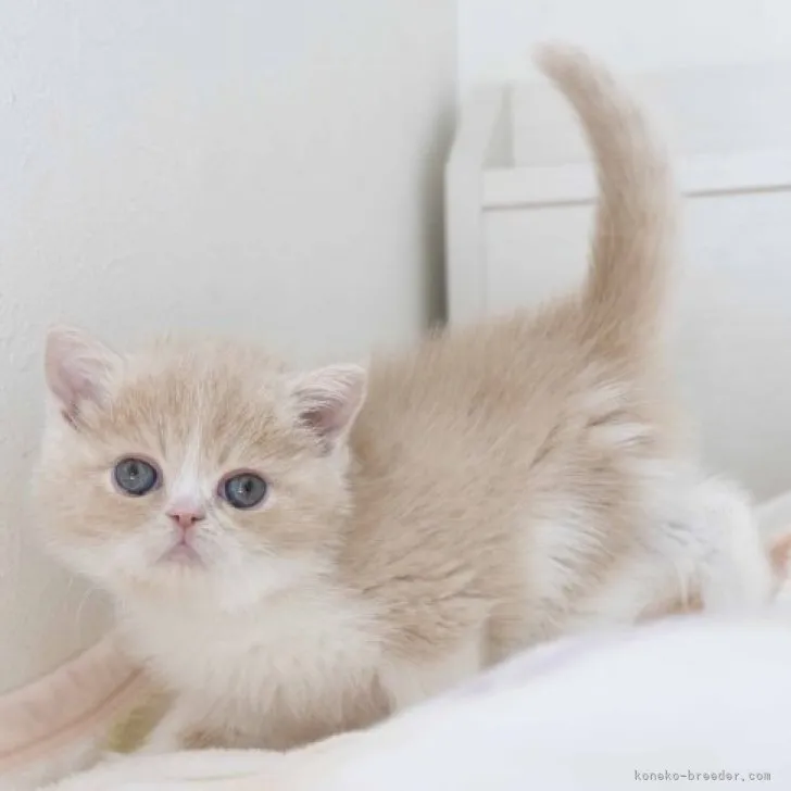 ID:2310-02761の子猫