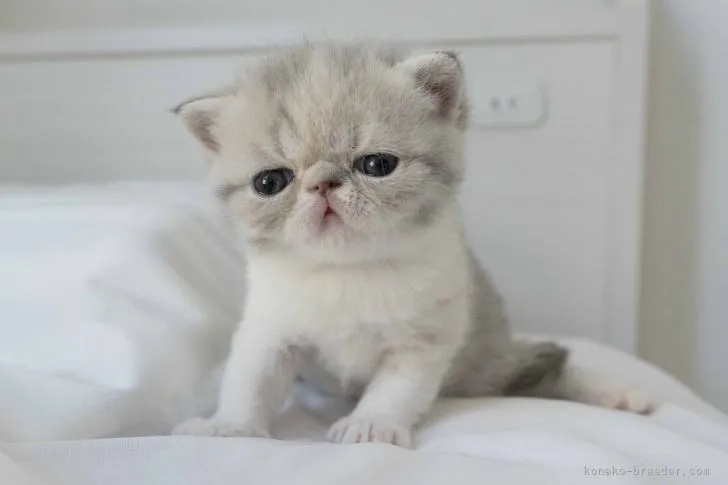 ID:2204-03099の子猫