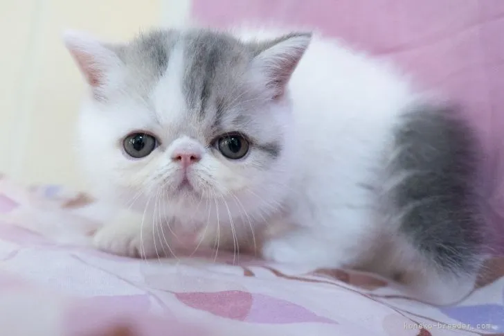 ID:2108-02082の子猫