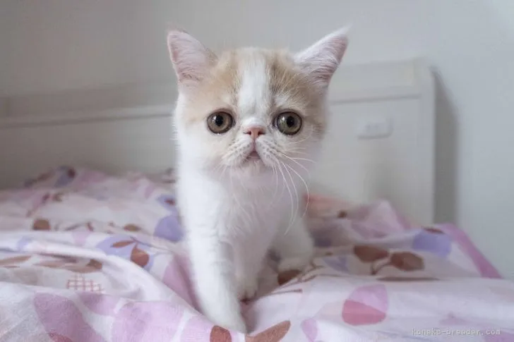 ID:2109-00392の子猫