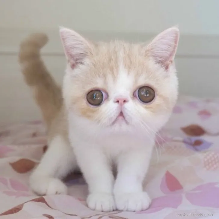 ID：2306-01333の子猫