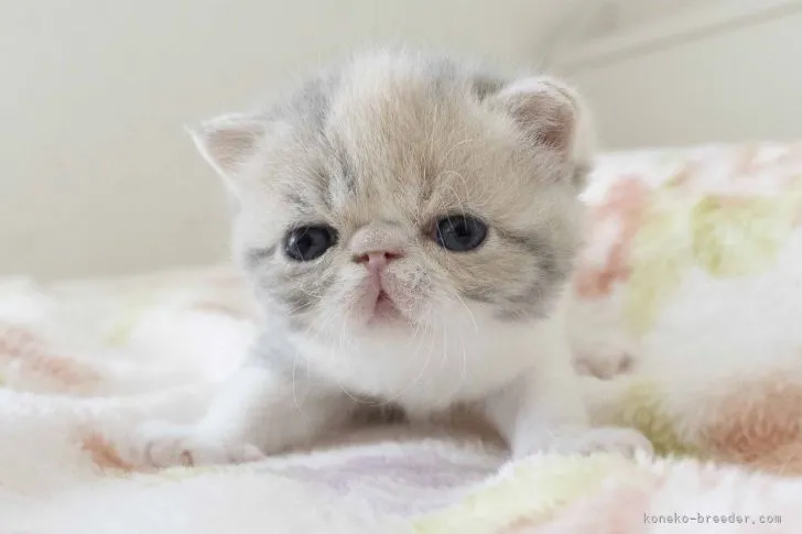 ID:2204-03101の子猫