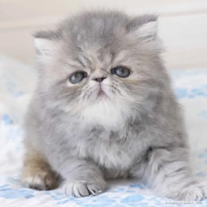 ID：2309-00359の子猫