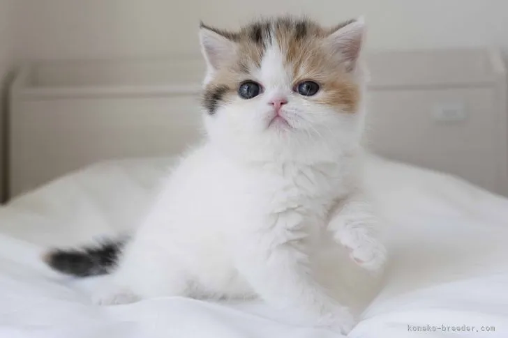 ID：2203-00137の子猫