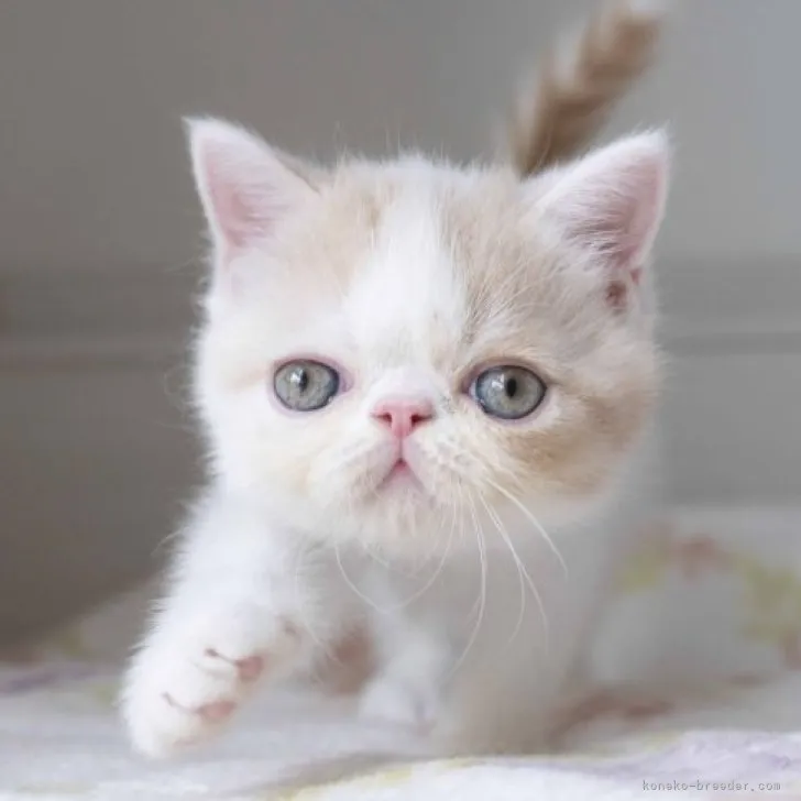 ID:2305-02468の子猫