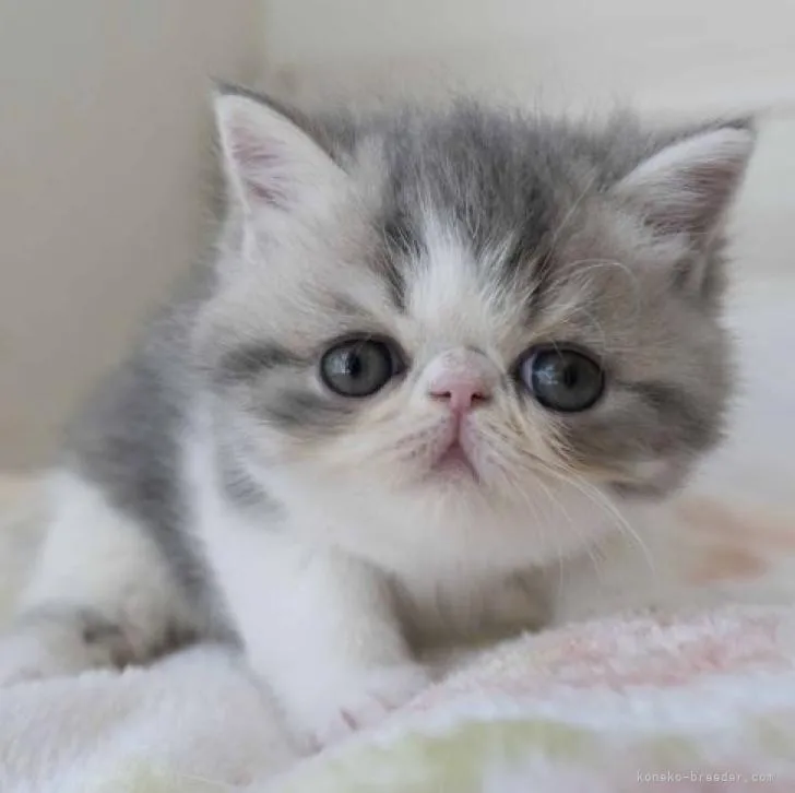 ID：2211-01792の子猫