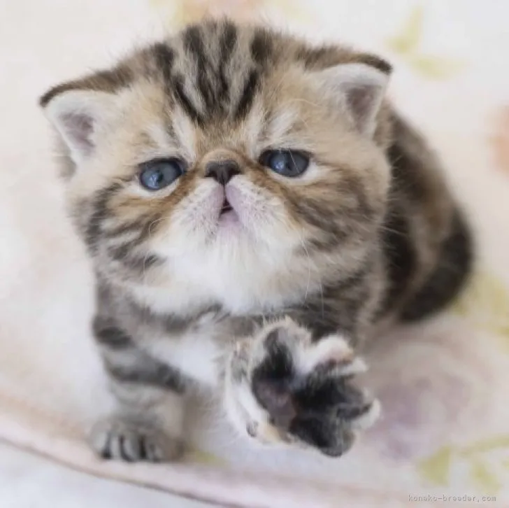 ID：2310-02766の子猫