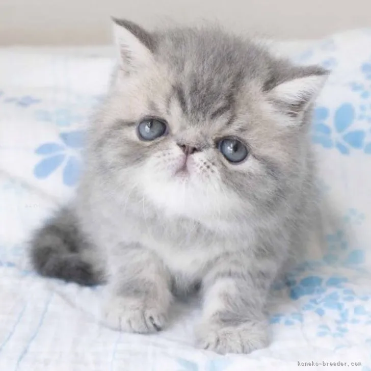 ID:2309-00362の子猫