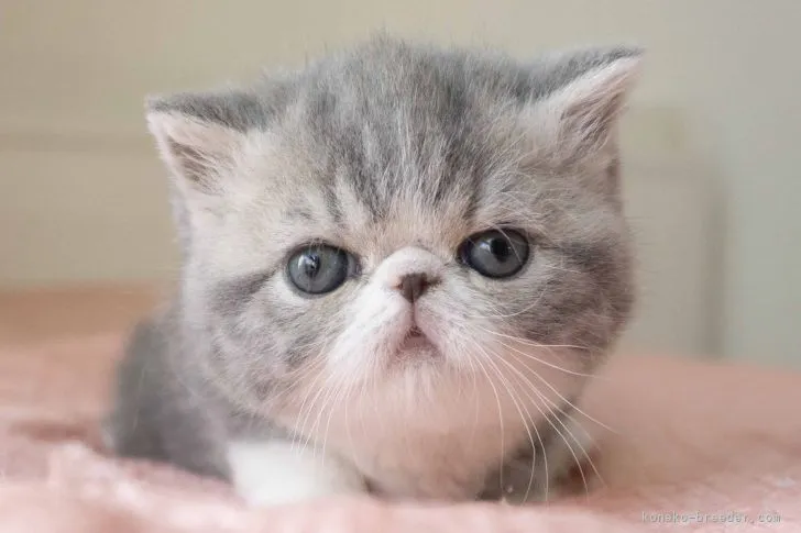 ID:2201-01763の子猫