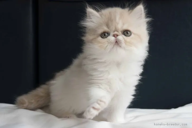 ID:2204-03113の子猫