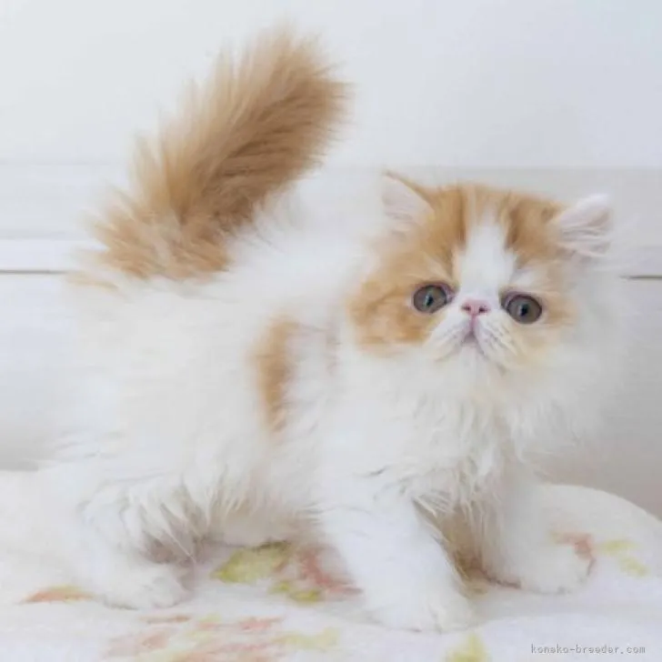 ID：2211-01789の子猫