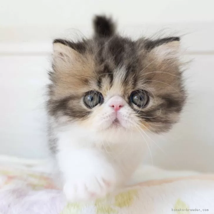 ID:2407-03398の子猫