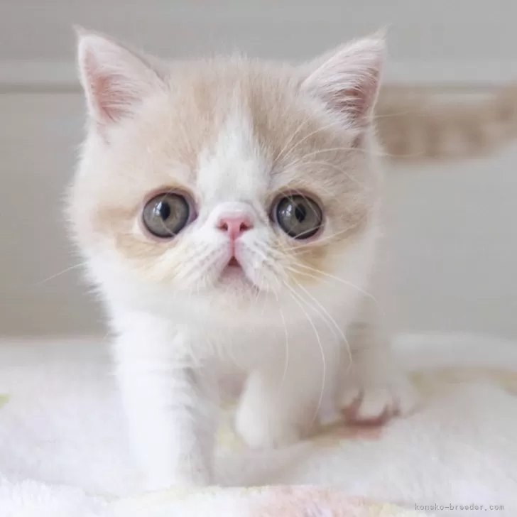 ID:2407-00725の子猫