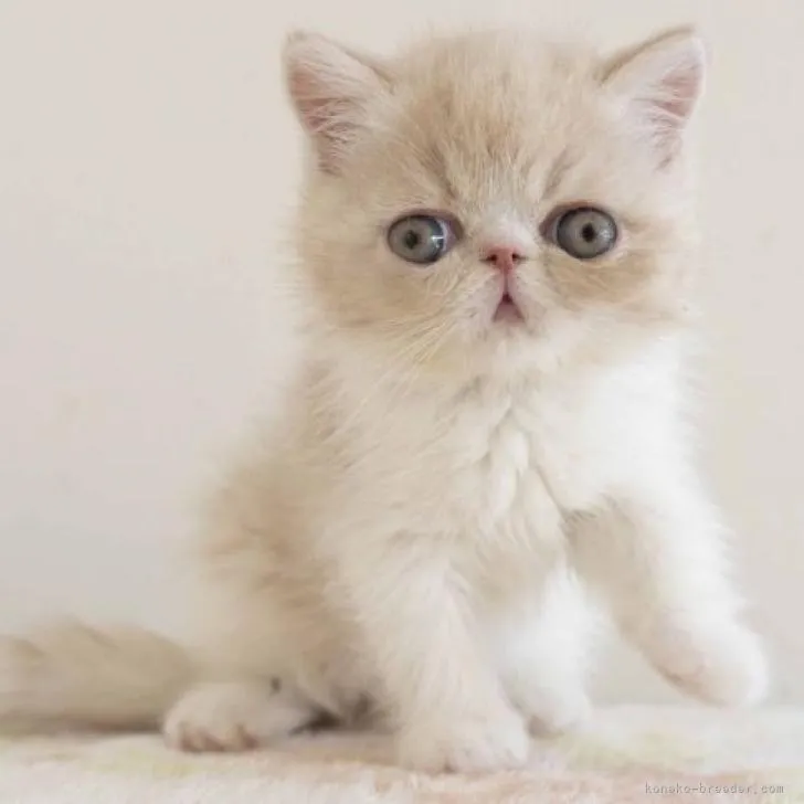 ID:2211-00383の子猫