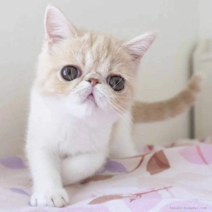 ID:2306-01334の子猫