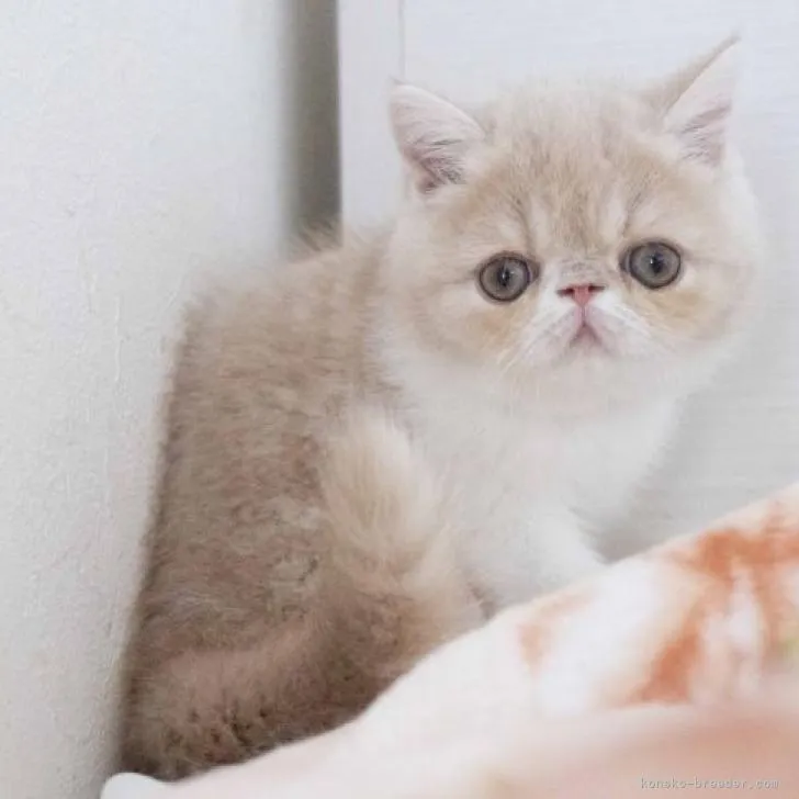 ID：2211-01788の子猫