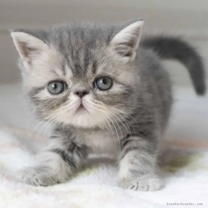 ID：2207-00224の子猫