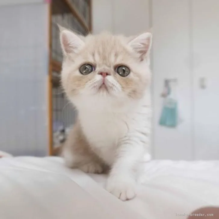 ID：2206-02945の子猫