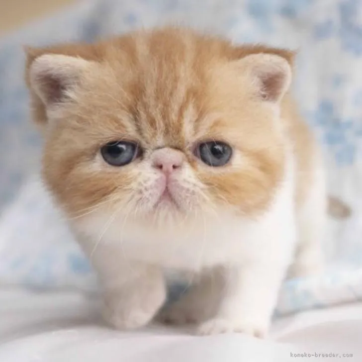 ID：2209-02341の子猫