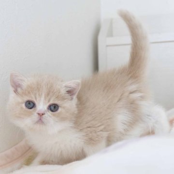 エキゾチックショートヘア【東京都・男の子・2023年9月30日・クリームタビー&ホワイト】の写真「とってもかわいらしいお顔でおっとりした子です♪」
