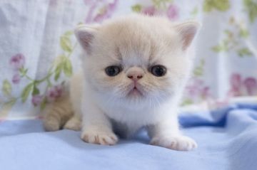エキゾチックショートヘア【東京都・男の子・2021年7月15日・クリームタビー&ホワイト】の写真「とってもエキゾらしいお顔立ちの可愛い子です！」