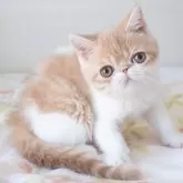 エキゾチックショートヘア【神奈川県・女の子・2024年5月23日・クリームタビーホワイト】の写真1