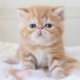 エキゾチックショートヘア【神奈川県・男の子・2024年11月12日・レッドタビー】の写真1