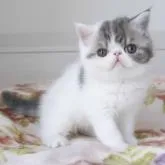 エキゾチックショートヘア【神奈川県・男の子・2022年10月16日・ブルータビー&ホワイト(バン)】の写真1「12/3撮影」