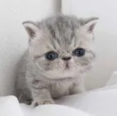 エキゾチックショートヘア【神奈川県・女の子・2022年6月1日・ブルータビー&ホワイト】の写真1「v7/9撮影」