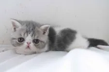 エキゾチックショートヘア【神奈川県・男の子・2022年4月3日・ブルータビー&ホワイト】の写真4「5/21撮影」