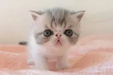 エキゾチックショートヘア【神奈川県・男の子・2021年10月6日・ブルータビー&ホワイト】の写真4「11/7撮影」