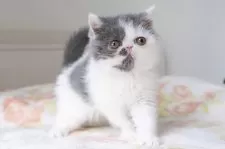 エキゾチックショートヘア【神奈川県・男の子・2024年12月29日・ブルータビーホワイト】の写真3