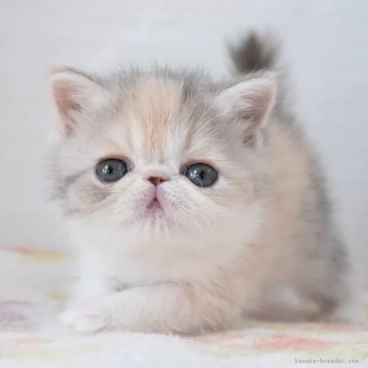 ID：2502-00123の子猫