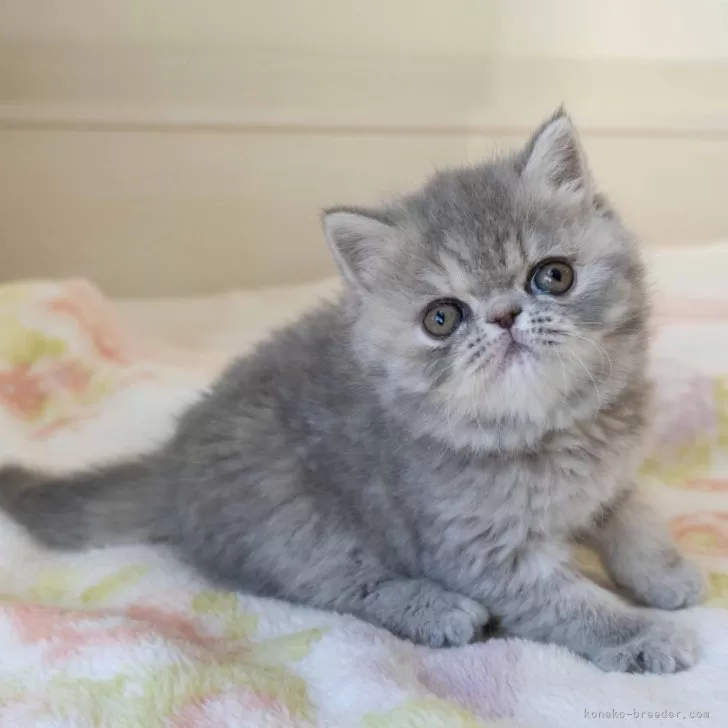 のべ 様のお迎えした子猫